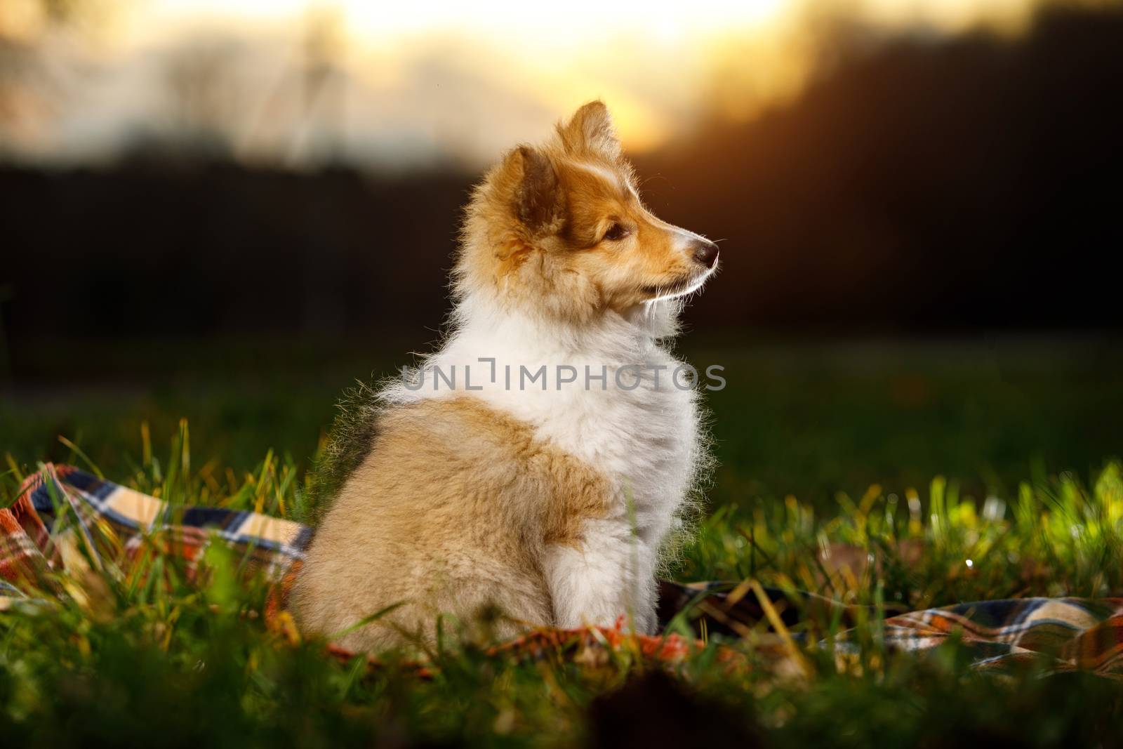 Shetland Sheepdog sitting against sunset background