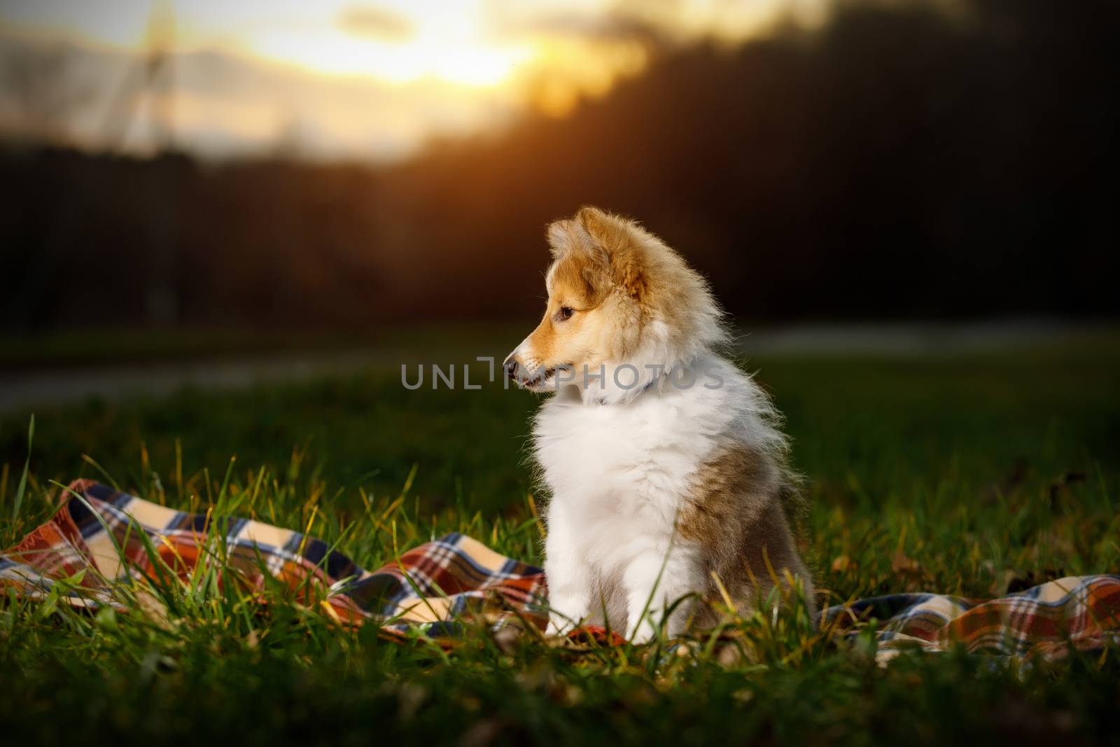 Shetland Sheepdog sitting against white background. by 9parusnikov