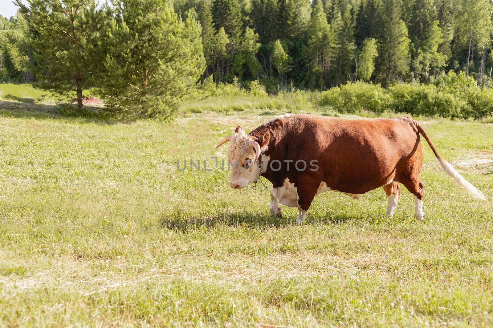 bull. Symbol of 2021. Zodiac sign Taurus. banner. big bull with a ring in its nose, stood majestically in a lush summer meadow, a milk bull grazing in a green meadow. Landscape. Eastern horoscope.