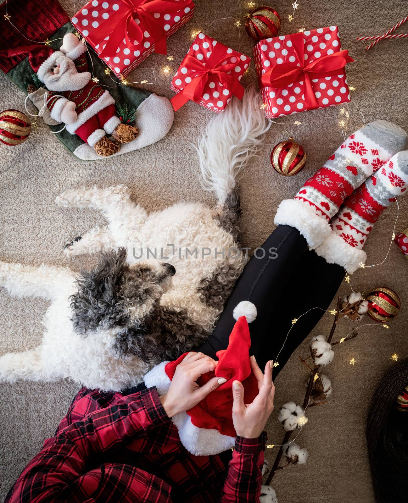 Top view of woman in funny socks celebrating Christmas with her dog by Desperada