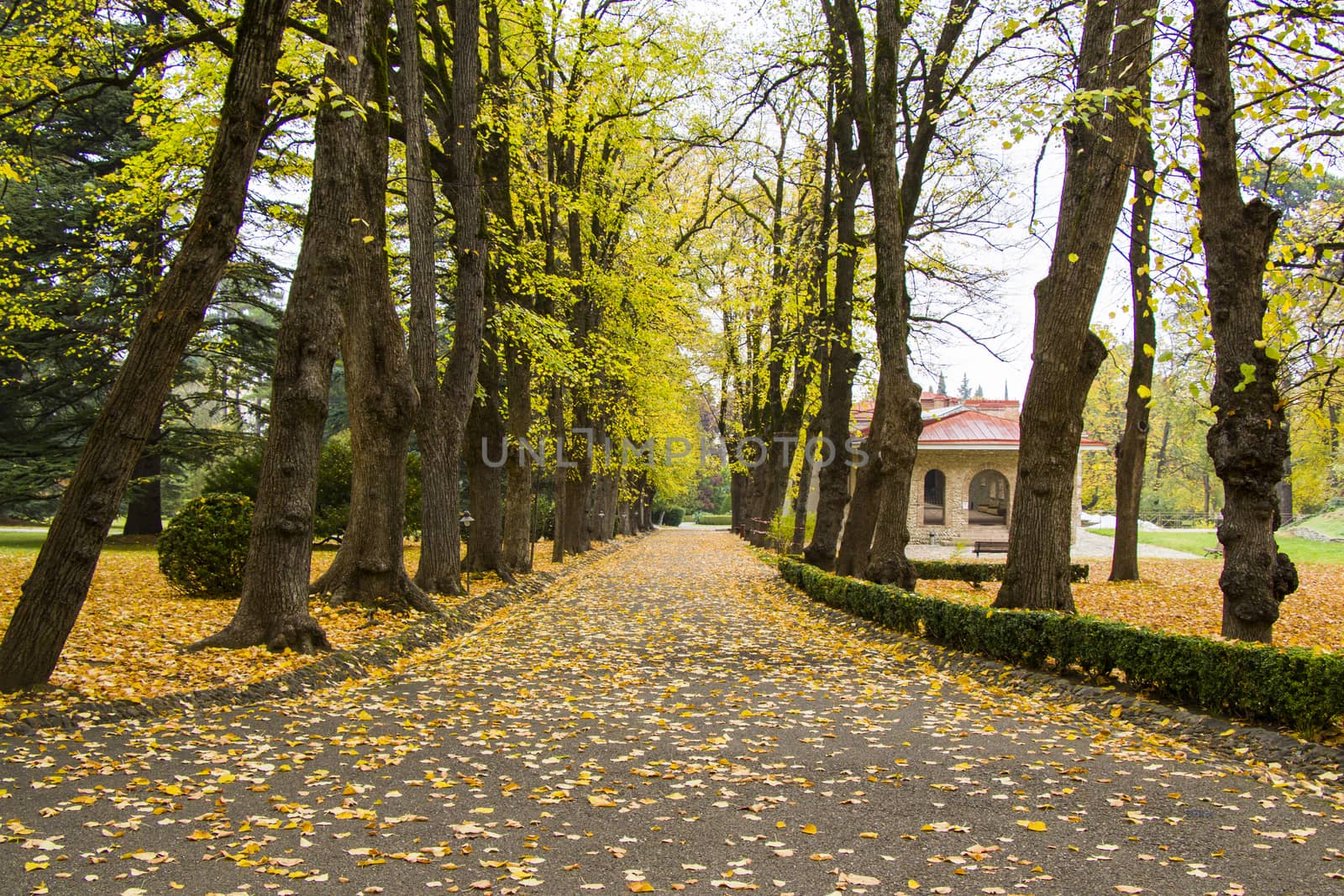 Park and garden in Tsinandali, Georgia. Autumn park landscape. by Taidundua