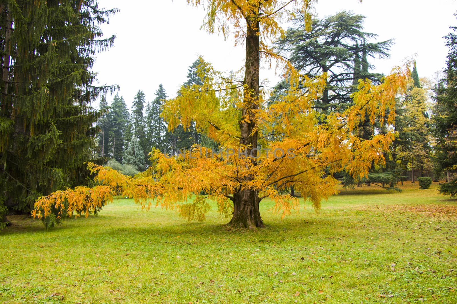 Metasequoia glyptostroboides tree, autumn and fall tree close-up in Tsinandali by Taidundua