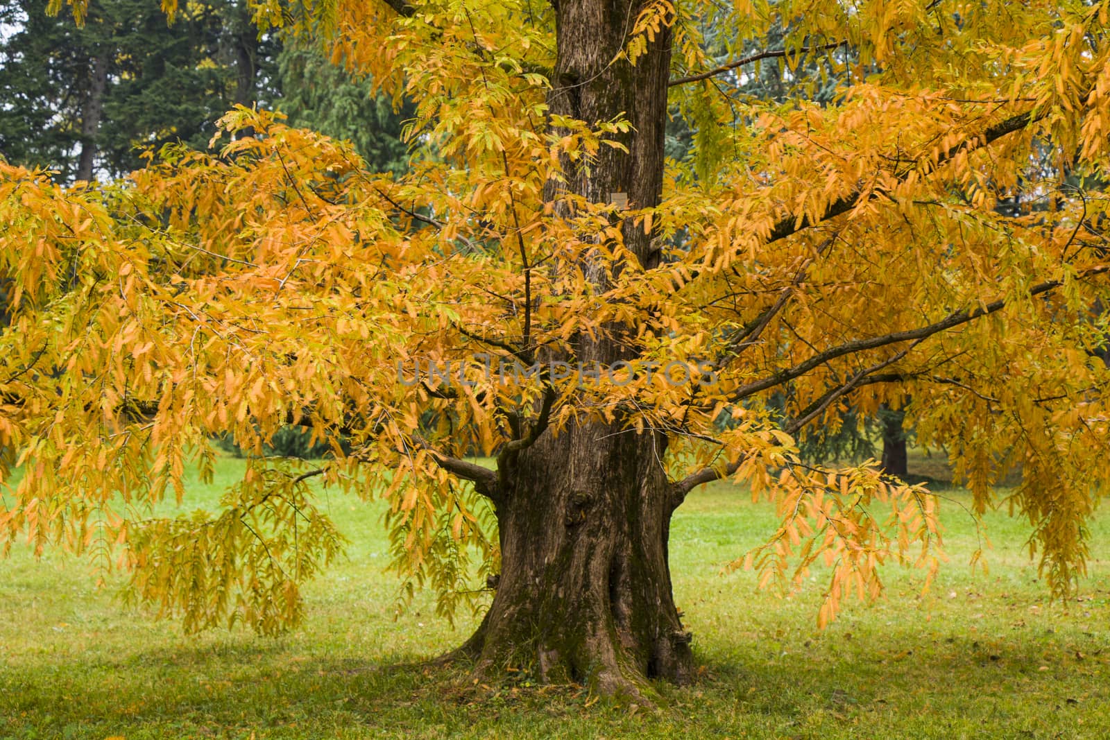 Metasequoia glyptostroboides tree, autumn and fall tree close-up in Tsinandali by Taidundua