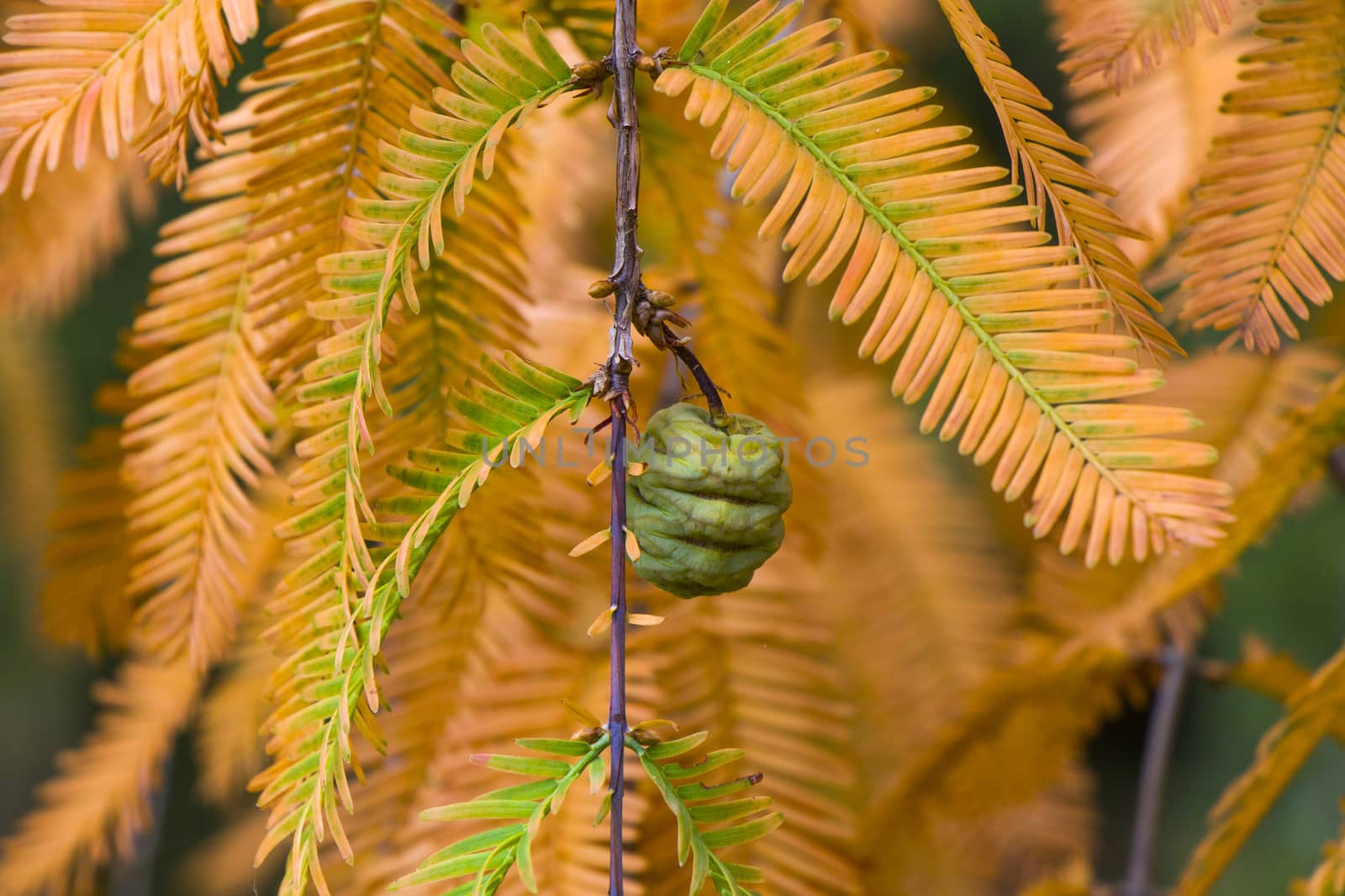 Metasequoia glyptostroboides tree, autumn and fall tree close-up in Tsinandali, Kakheti, Georgia