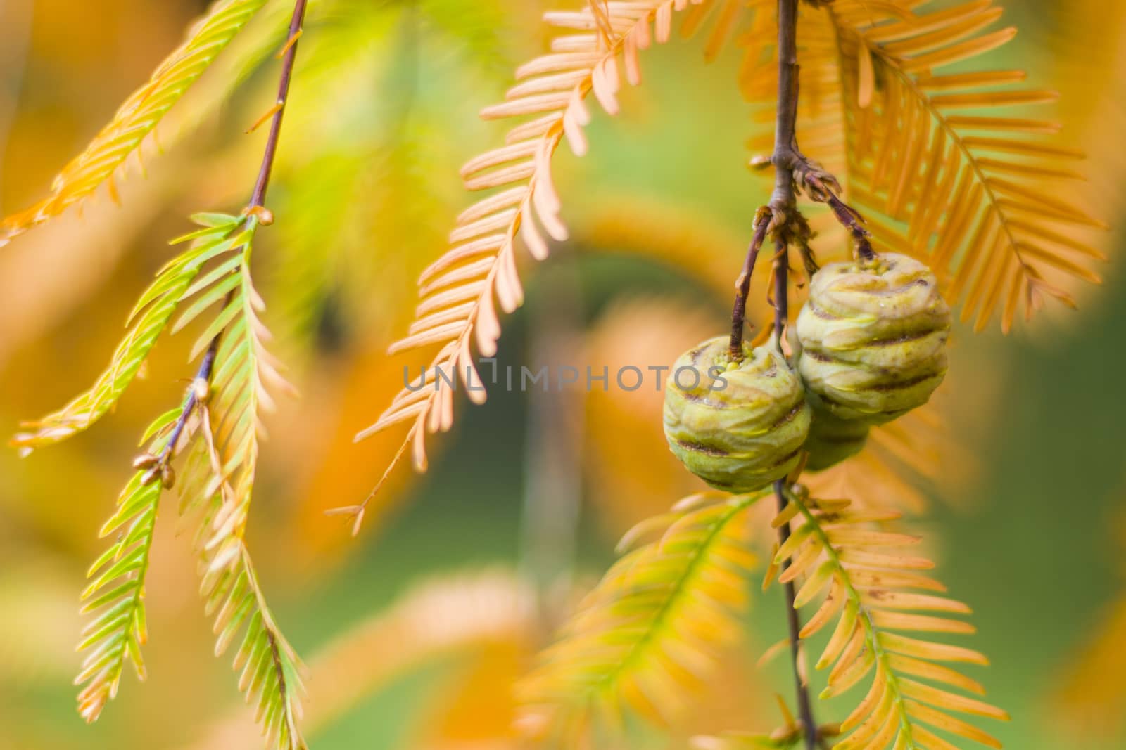 Metasequoia glyptostroboides tree, autumn and fall tree close-up in Tsinandali by Taidundua