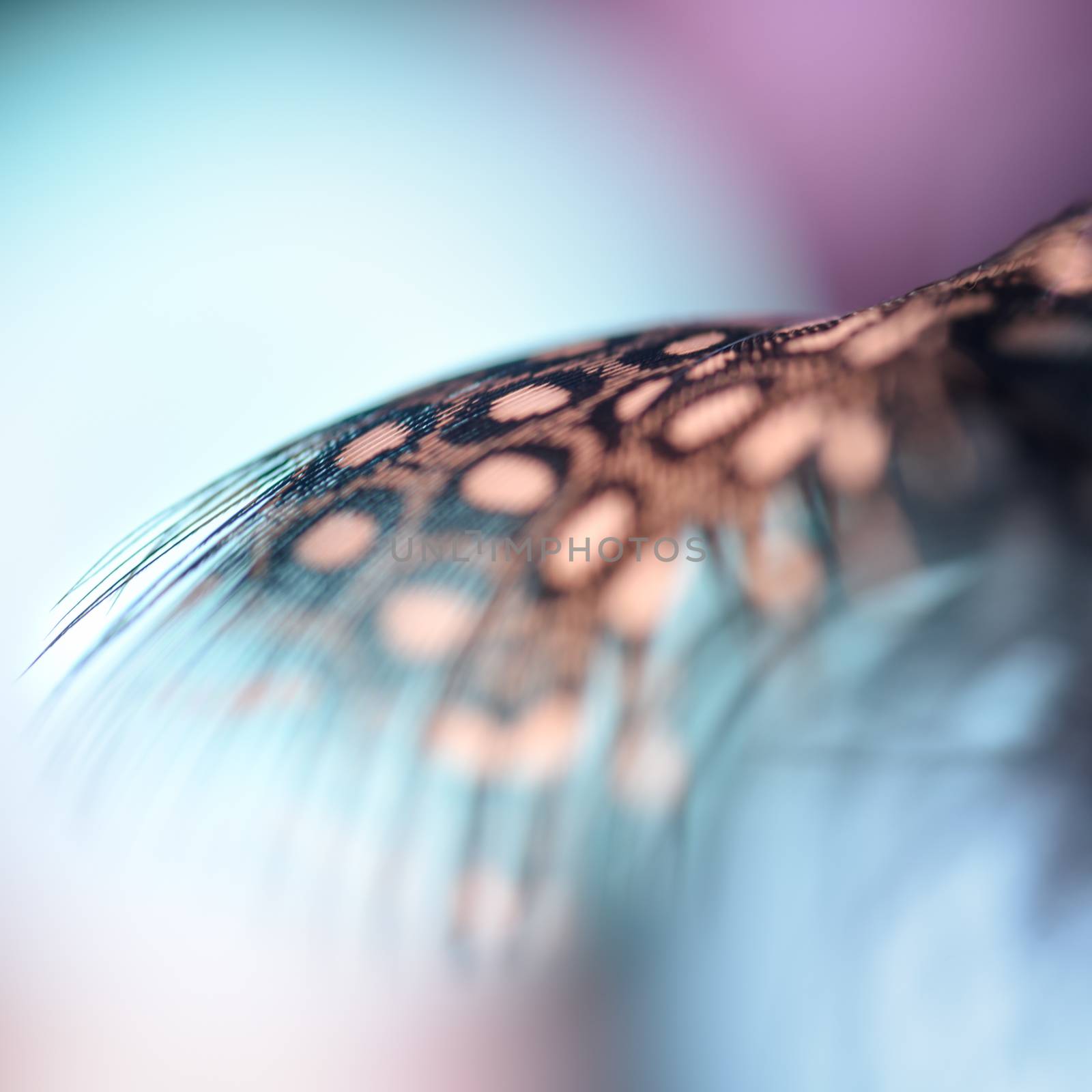 Fragment of a Guinea fowl`s feather close-up on a bright background