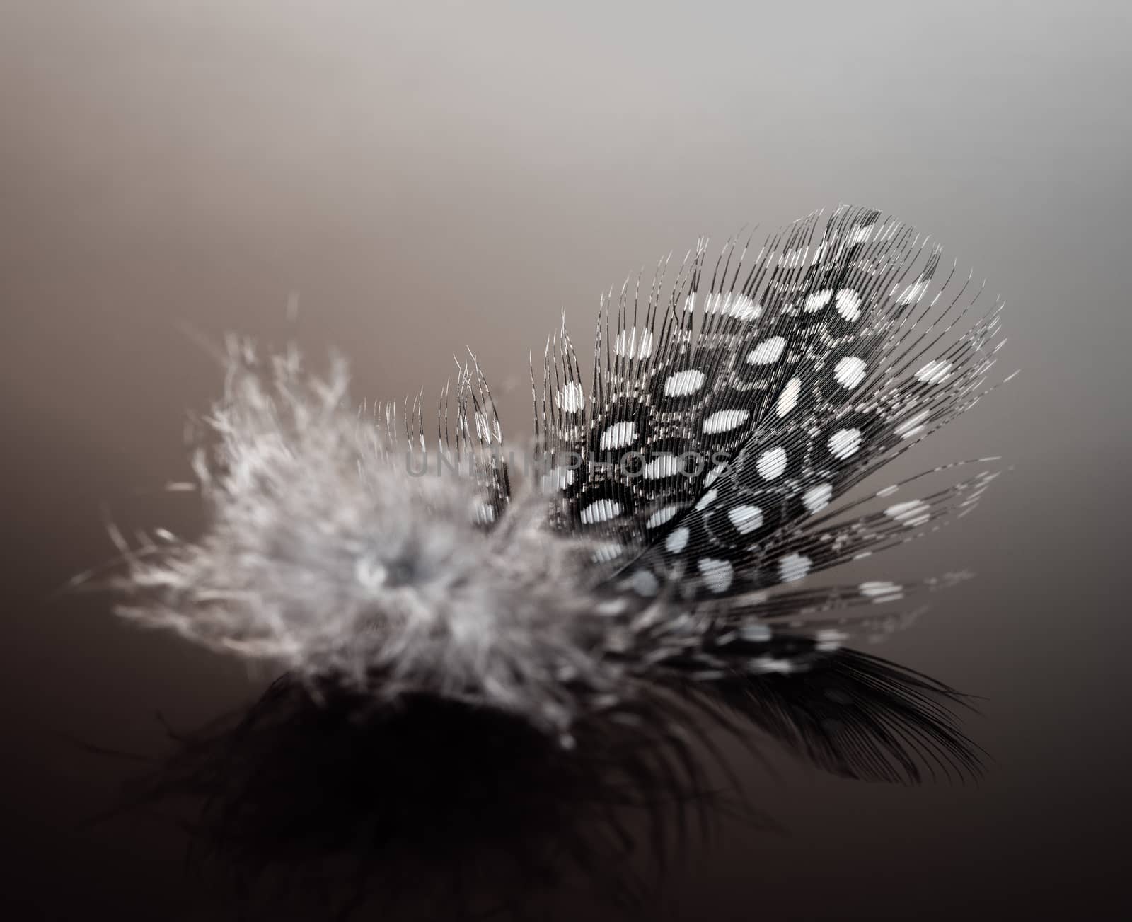 Bird`s feather of a Guinea fowl on black glass with a close-up reflection