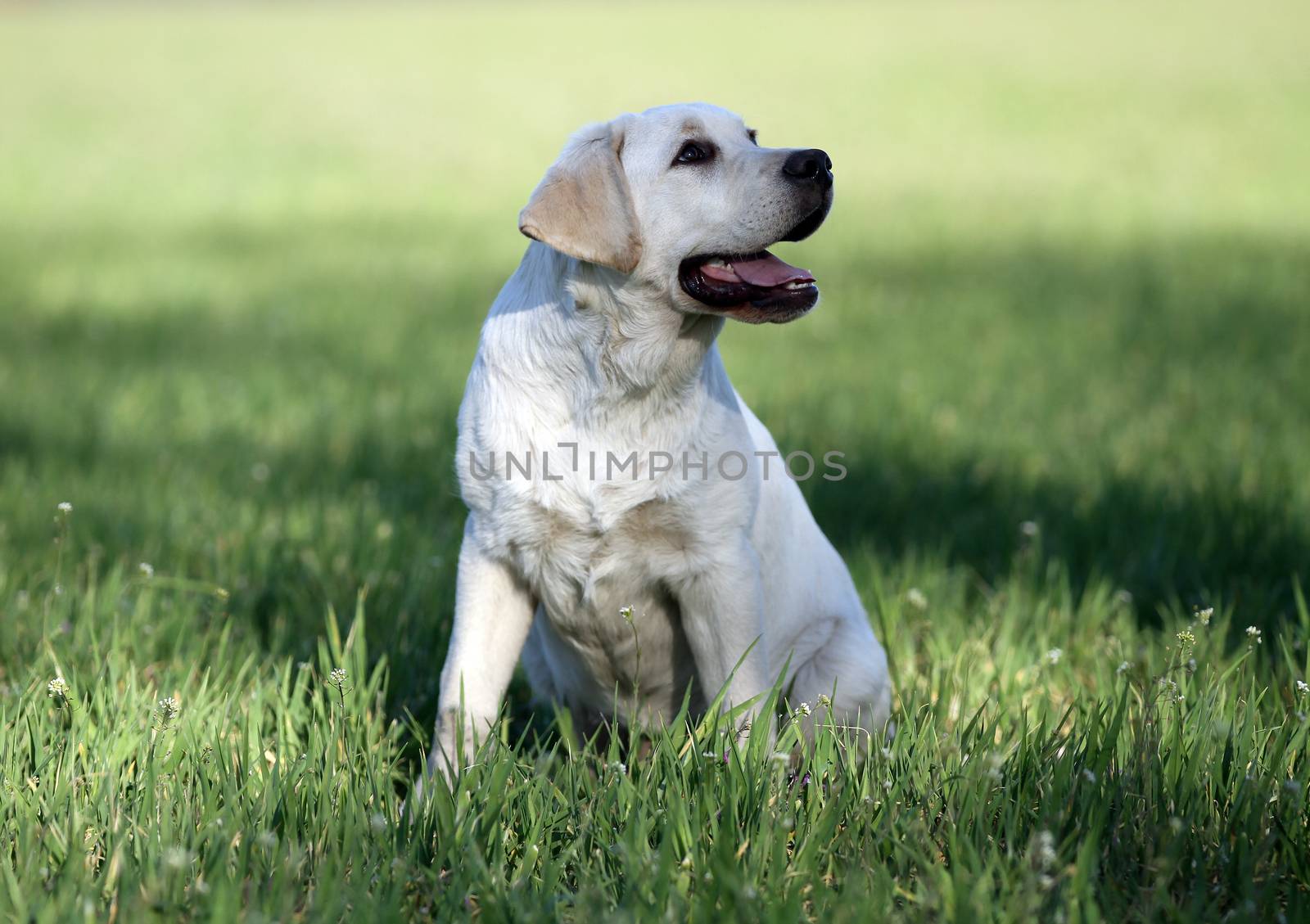 a yellow labrador playing in the park