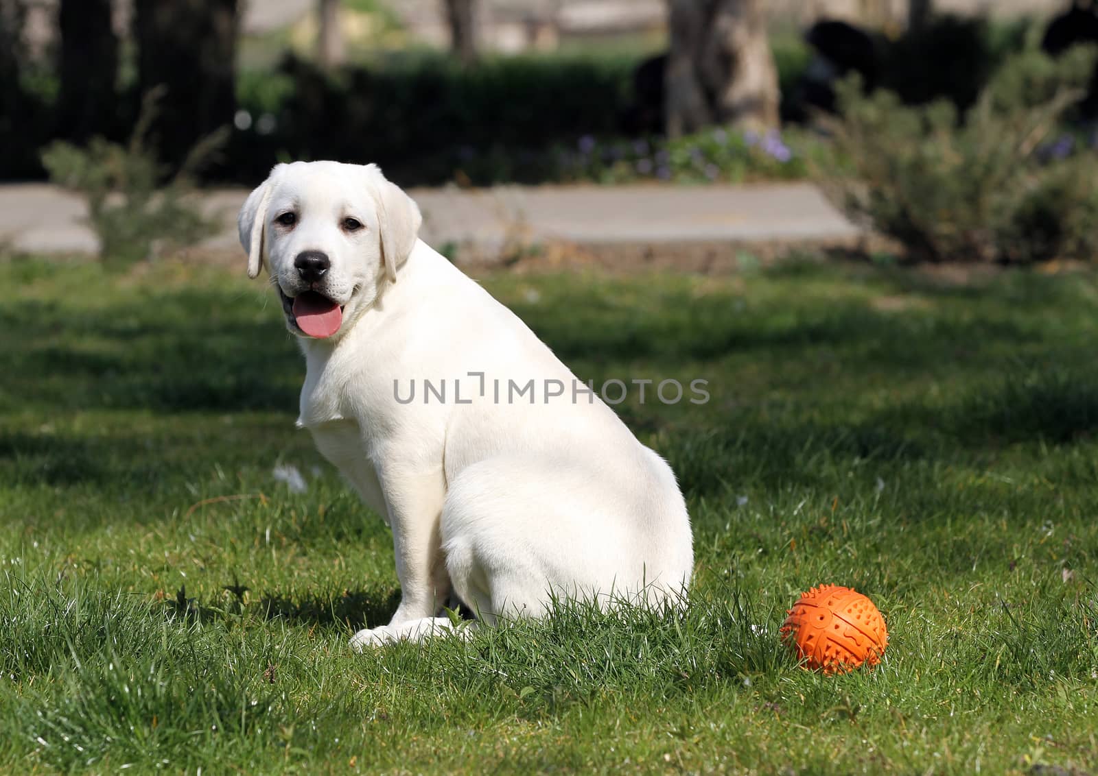 the yellow labrador in the park by Yarvet