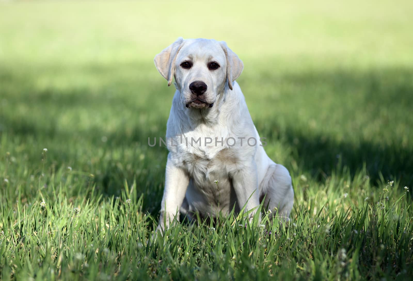 yellow labrador playing in the park