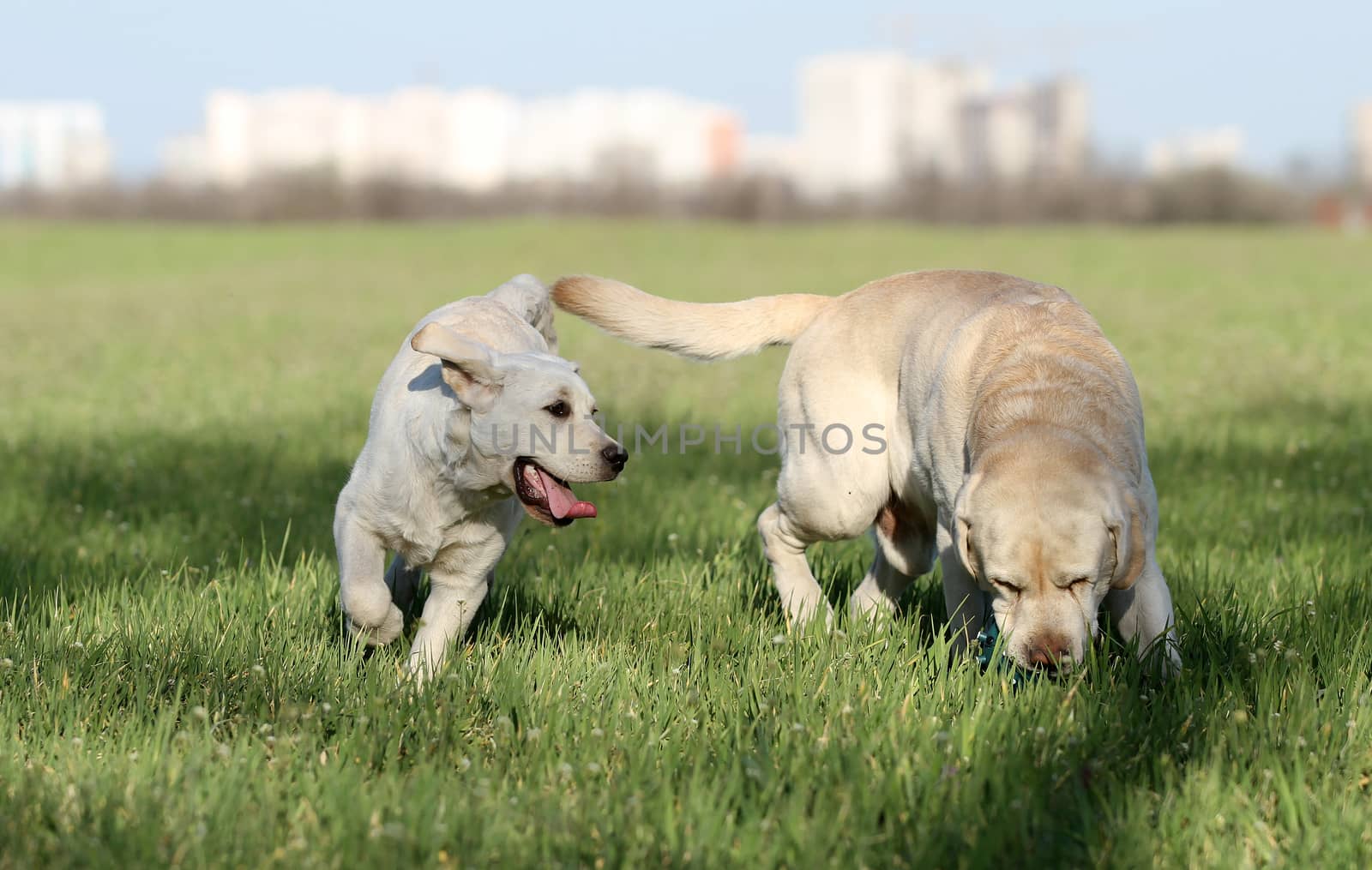 two nice yellow labradors playing in the park