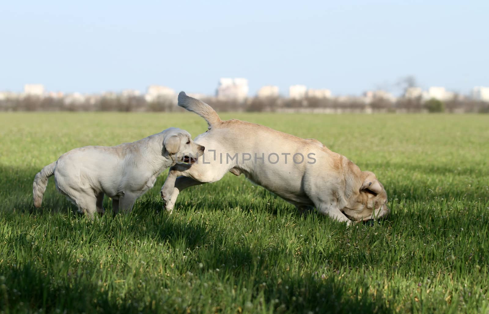two sweet yellow labradors playing in the park