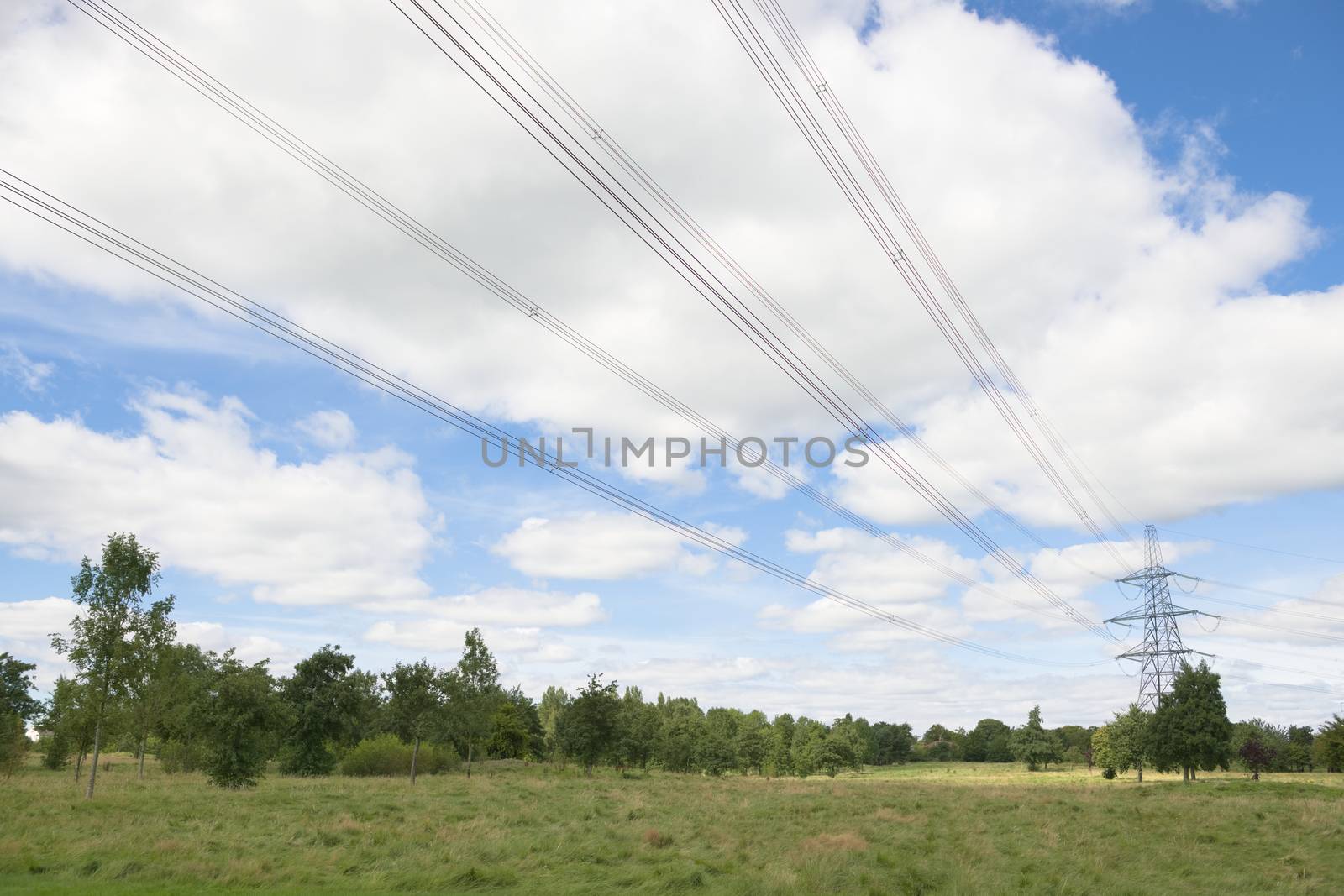 Bright cloudy white and blue sky behind over head power lines and a distant metal electricity pylon. Open natural condition field and trees surround.
