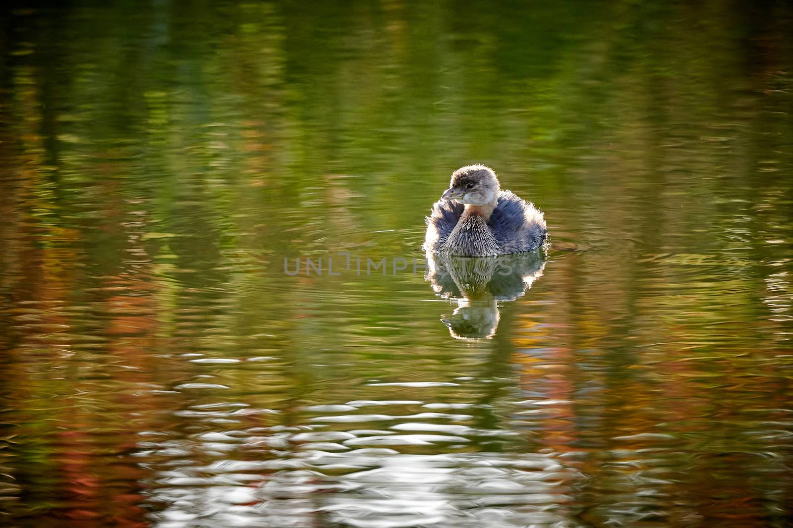 Pied-billed grebe (Podilymbus podiceps) swimming in pond. by patrickstock