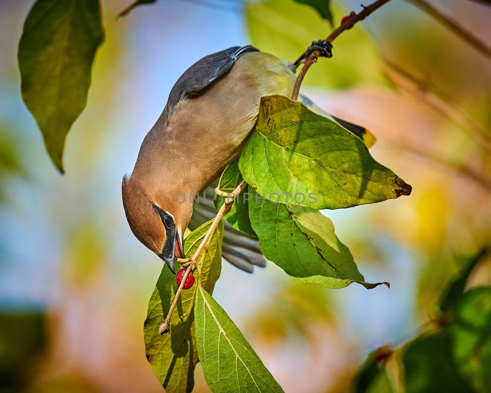 Cedar Waxwing (Bombycilla cedrorum) feeding on a berry bush.