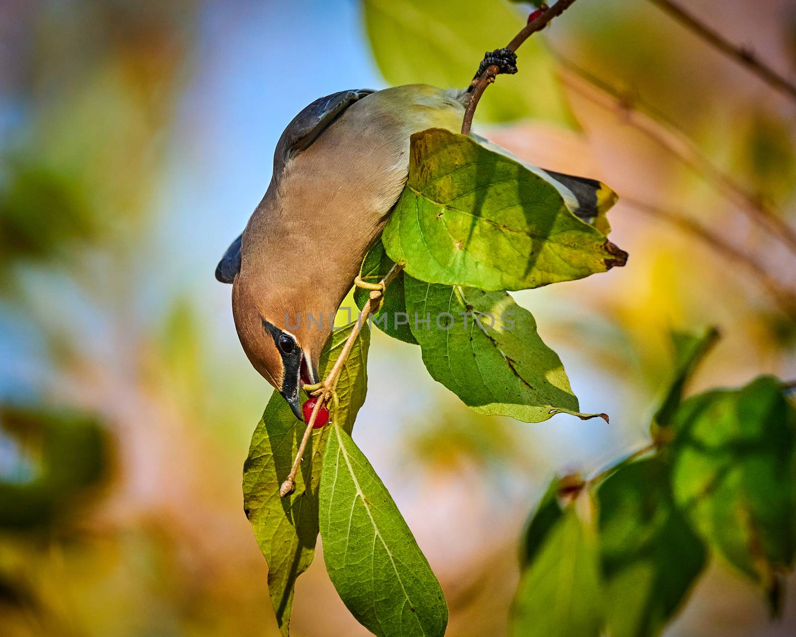 Cedar Waxwing (Bombycilla cedrorum) feeding on a berry bush. by patrickstock