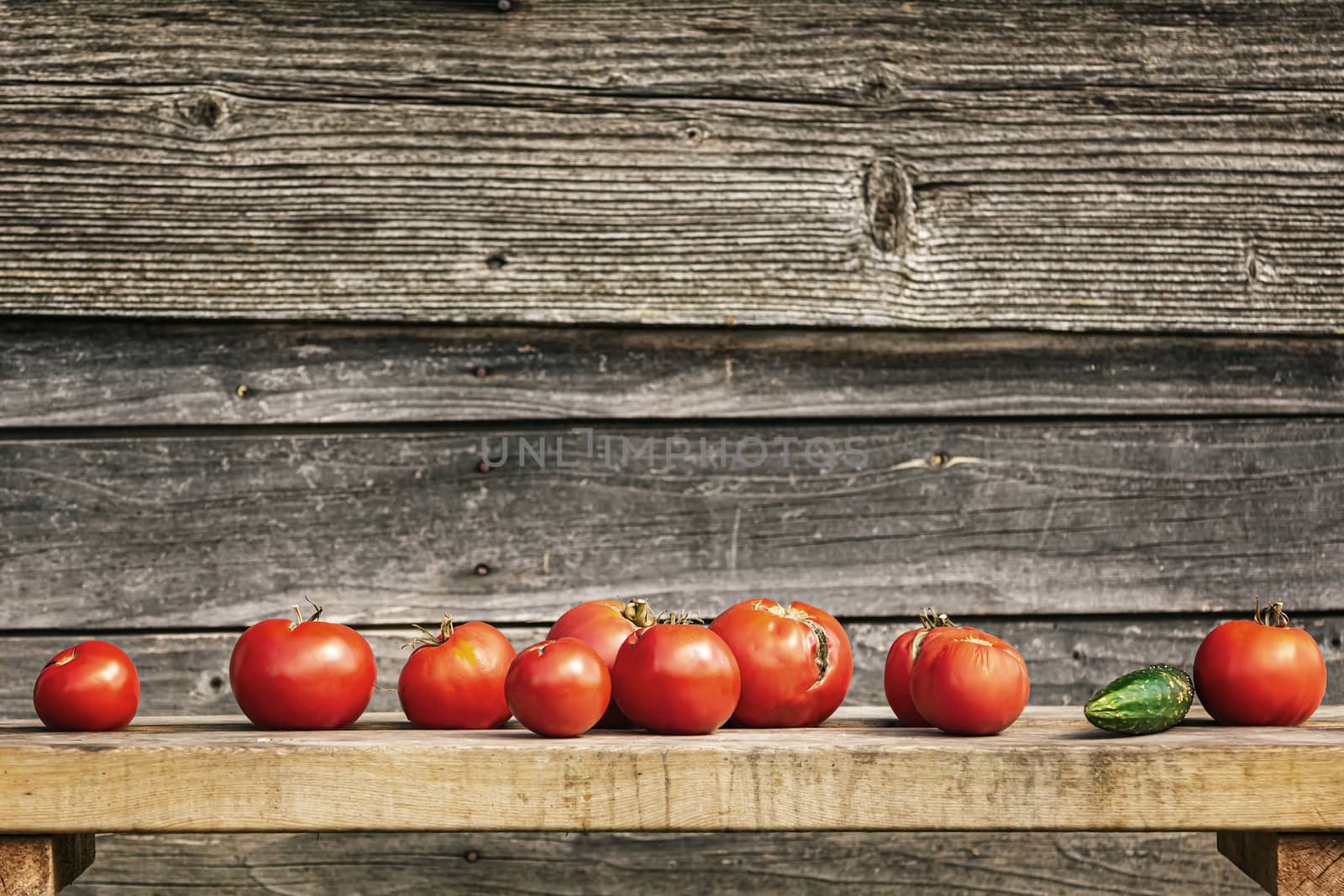Row of tomatoes on a bench against wooden background