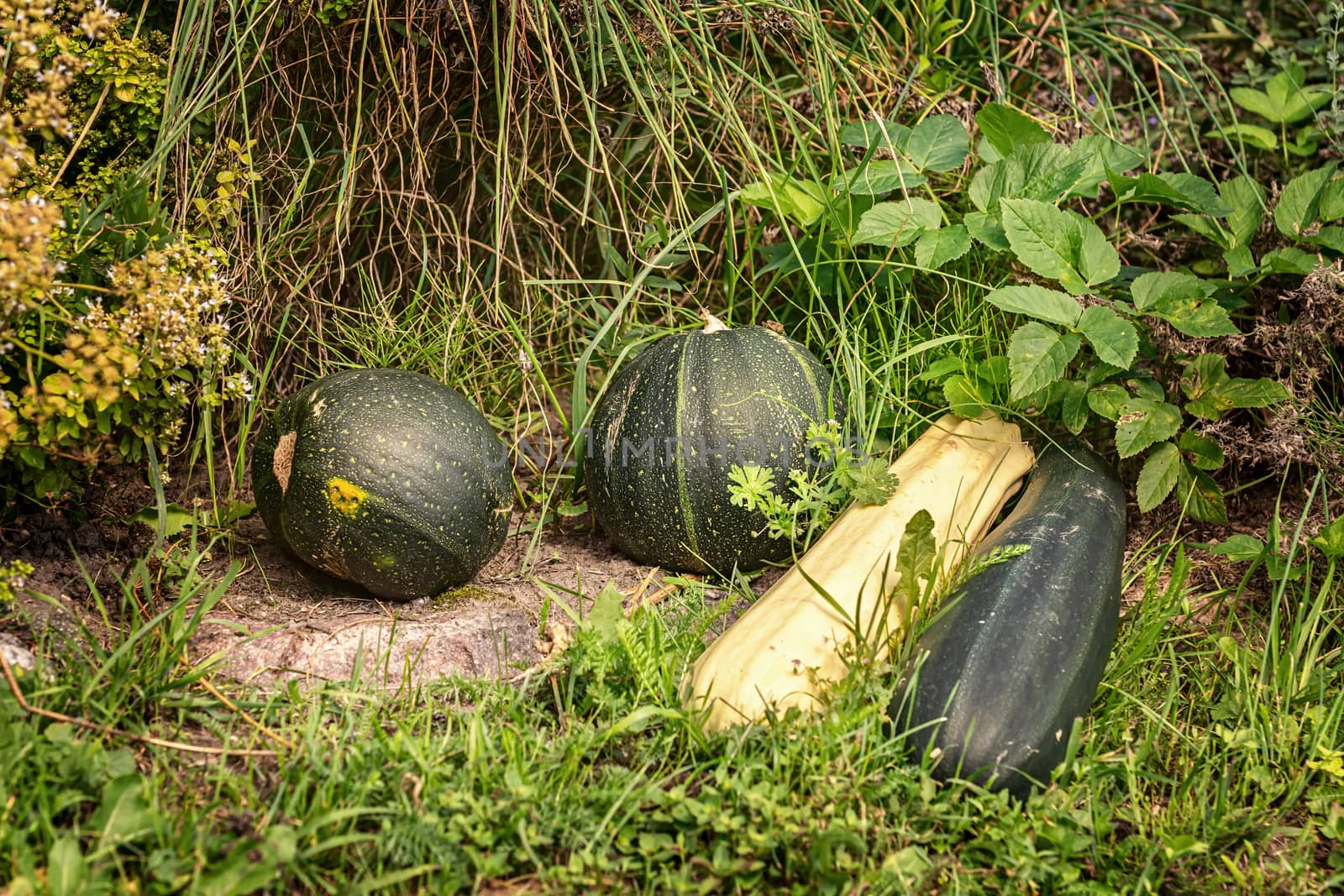 Pumpkins and squashes on the grass