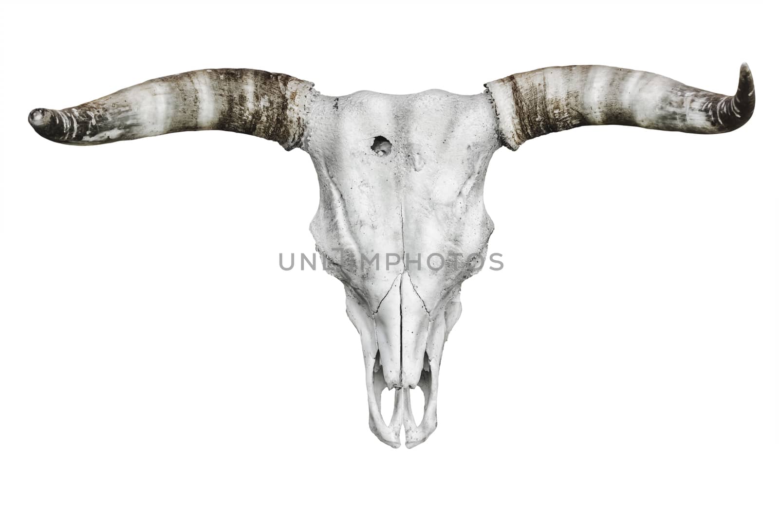Bull skull with horns over the white background