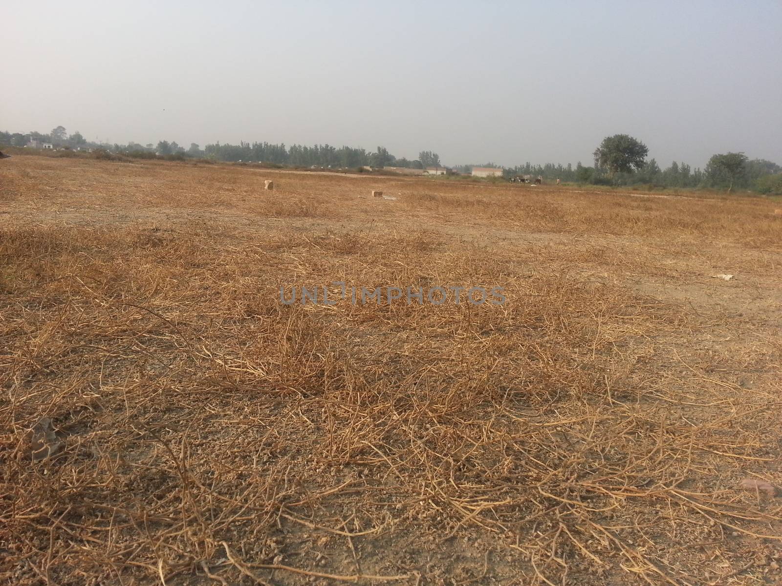 Arid brown grassland view of a rural land in hot weather on sunny day by Photochowk