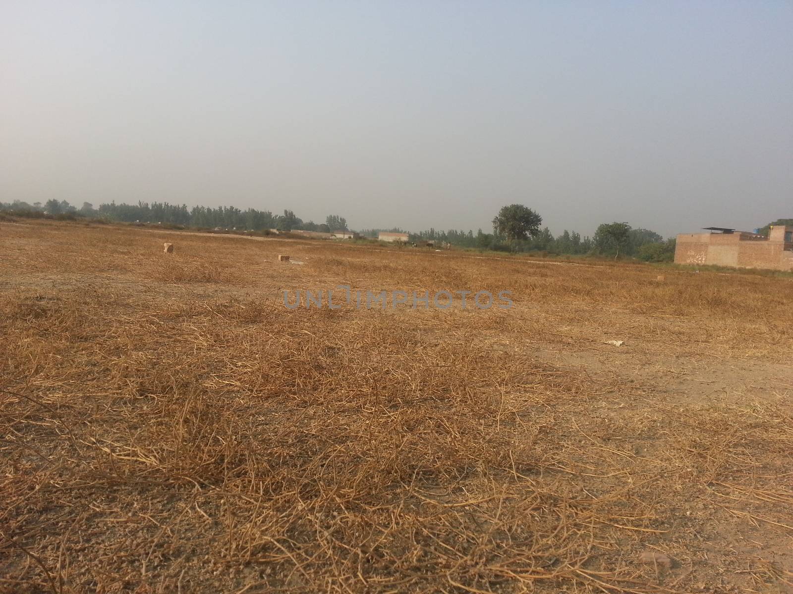 Arid brown grassland view of a rural land in hot weather on sunny day under blue sky