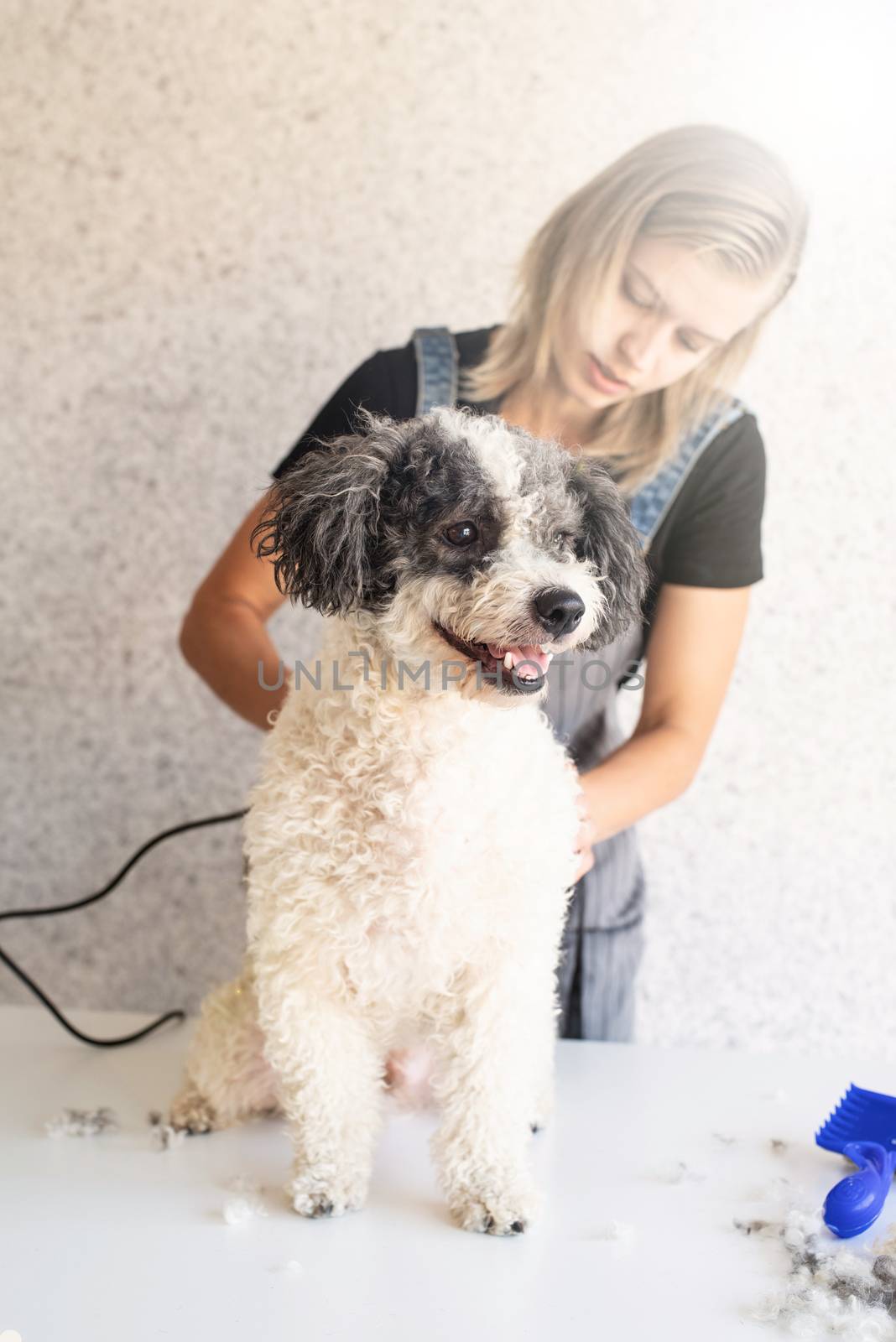 Blond woman grooming a dog at home by Desperada