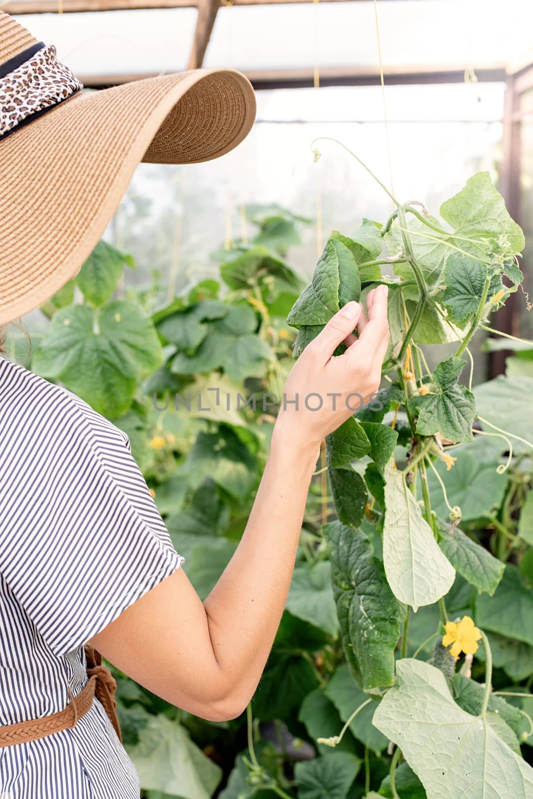 Beautiful young woman harvesting fresh cucumbers in the greenhouse by Desperada