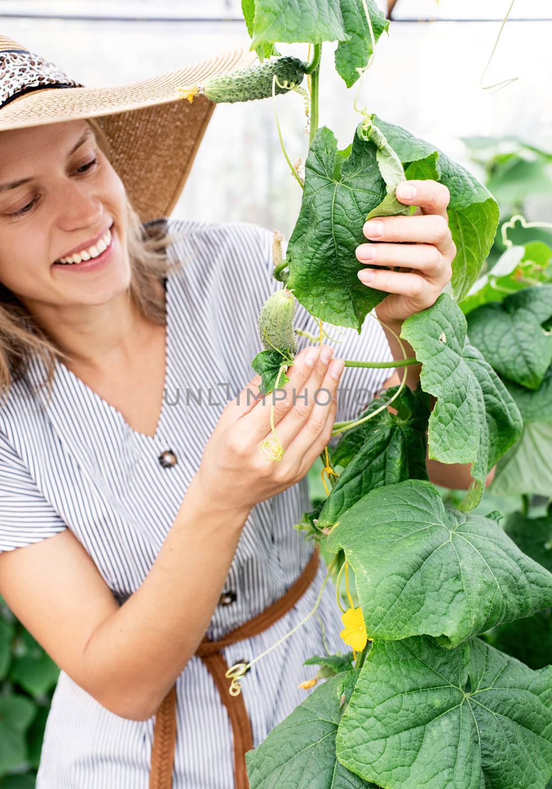 Gardening and harvesting. Beautiful young woman harvesting fresh cucumbers in the greenhouse. Selective focus