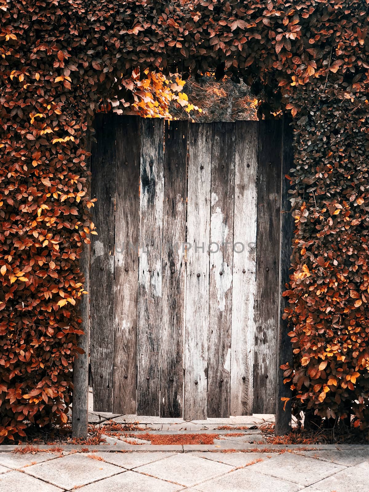 Old wood door in garden by Surasak