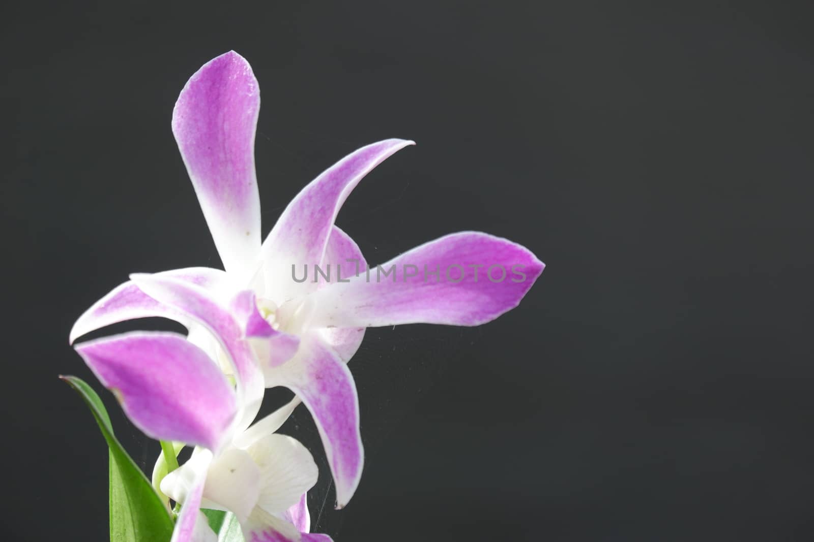 beautiful dendrobium orchid, a combination of bright white and purple by pengejarsenja