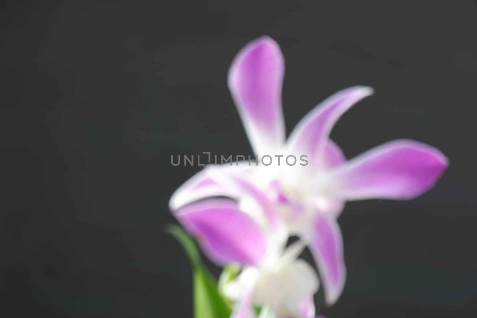 beautiful dendrobium orchid, a combination of bright white and purple by pengejarsenja