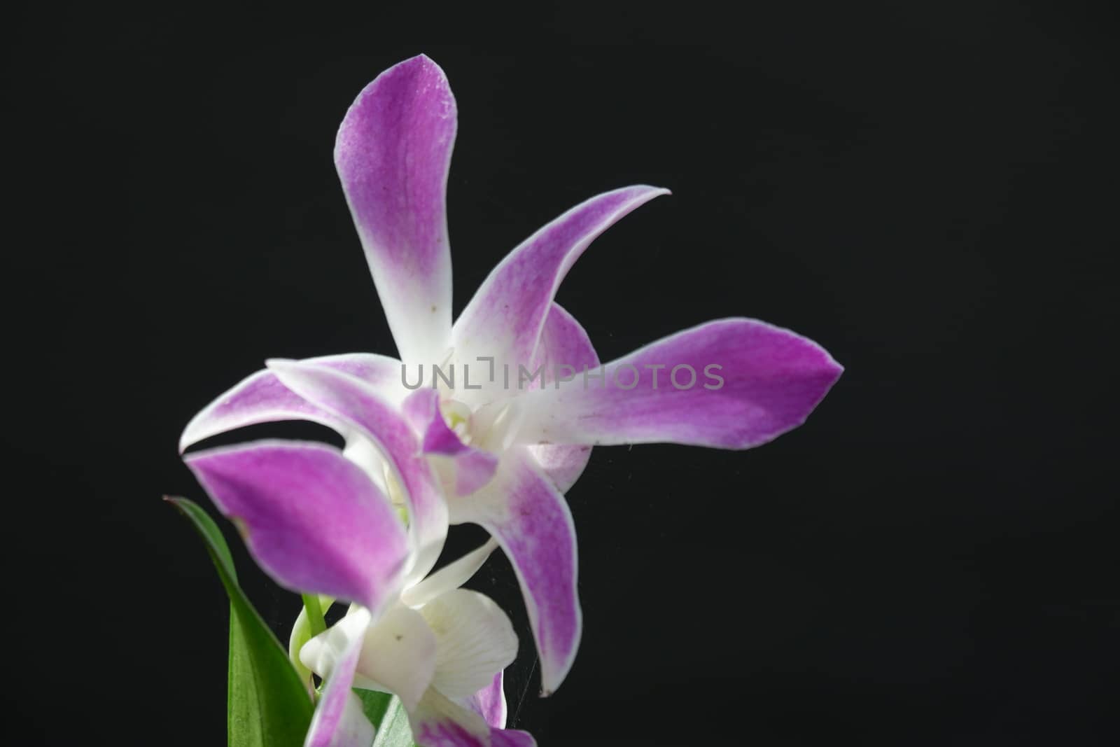 close up image of beautiful dendrobium orchid, a combination of bright white and purple, planted in a flower garden isolated black background