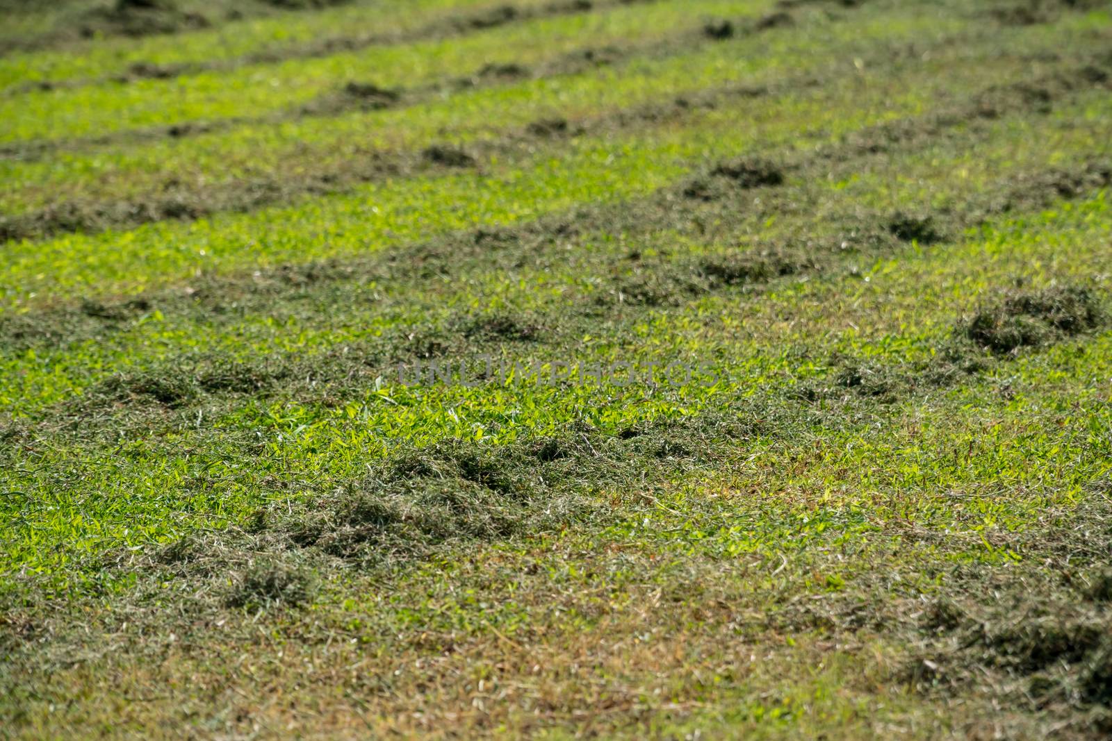 Grass in the yard cut by a lawn mower