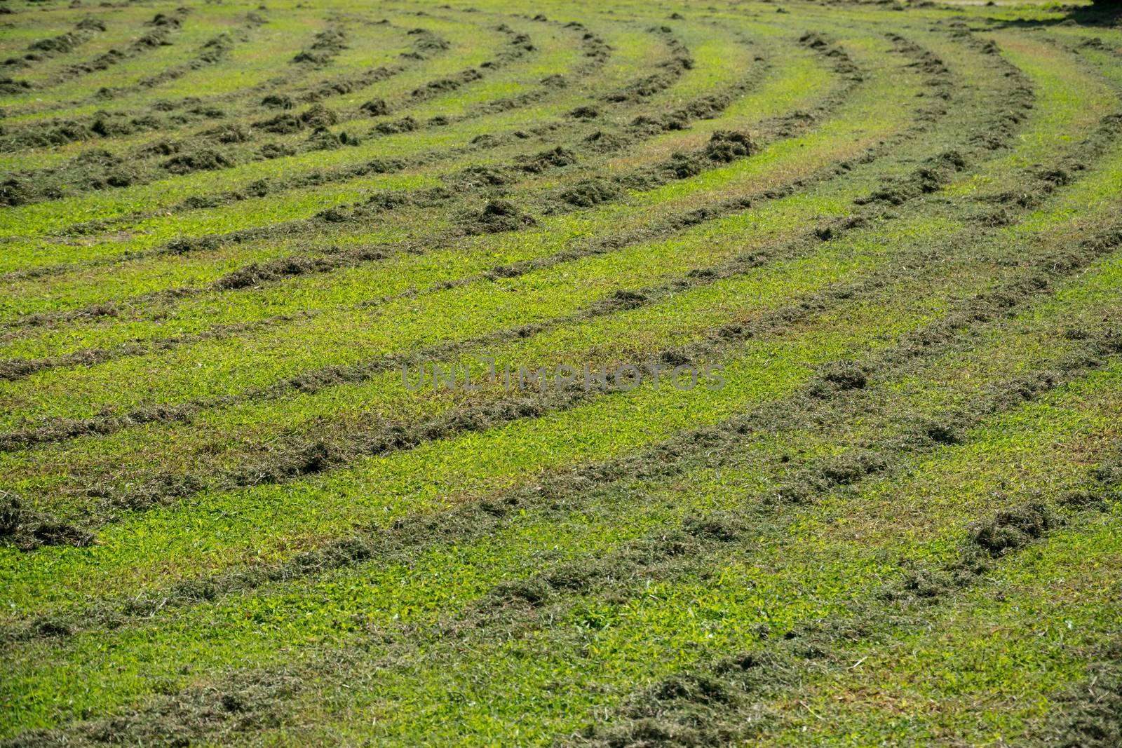 Grass in the yard cut by a lawn mower