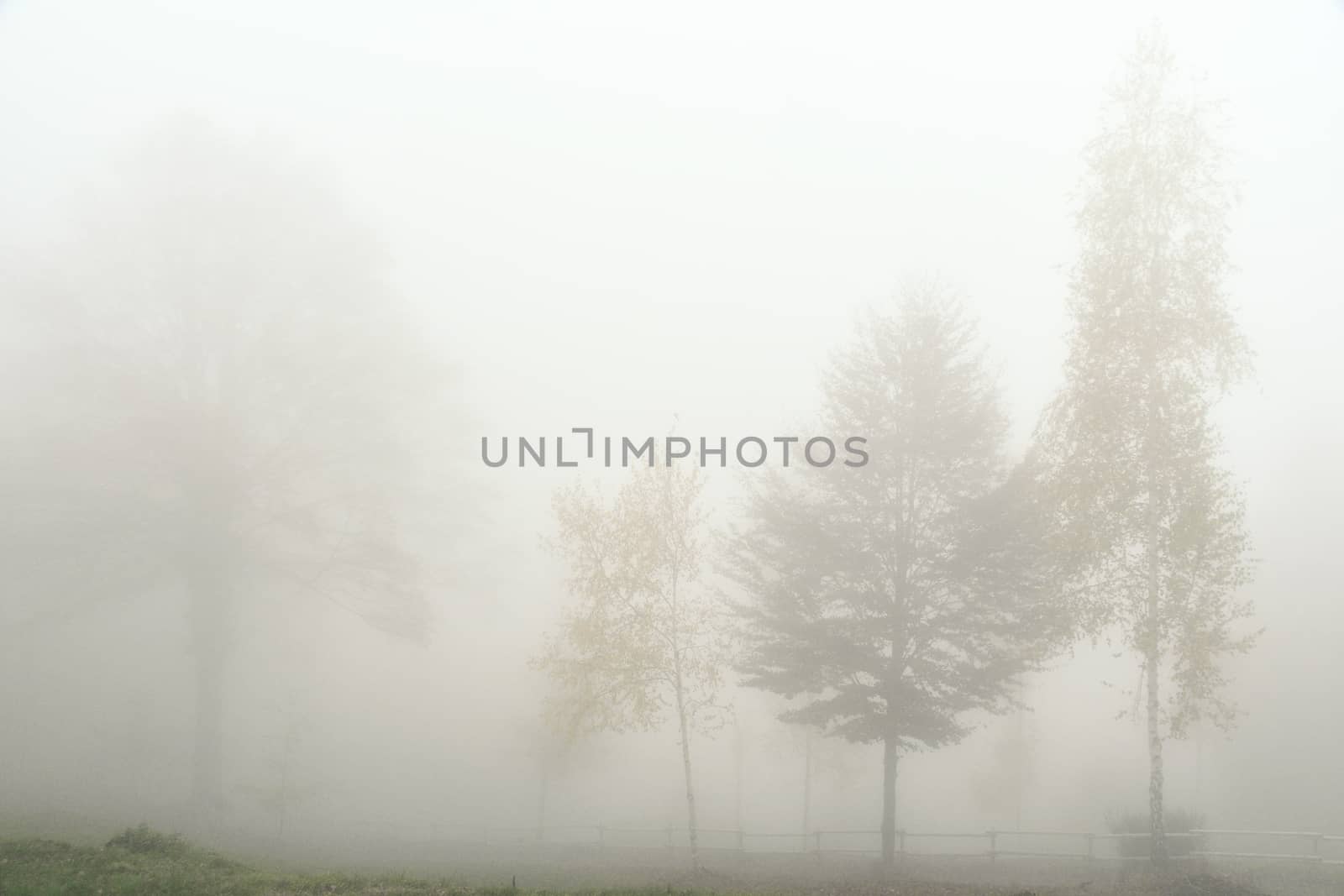 Trees sprout through the light fog in the autumn landscape