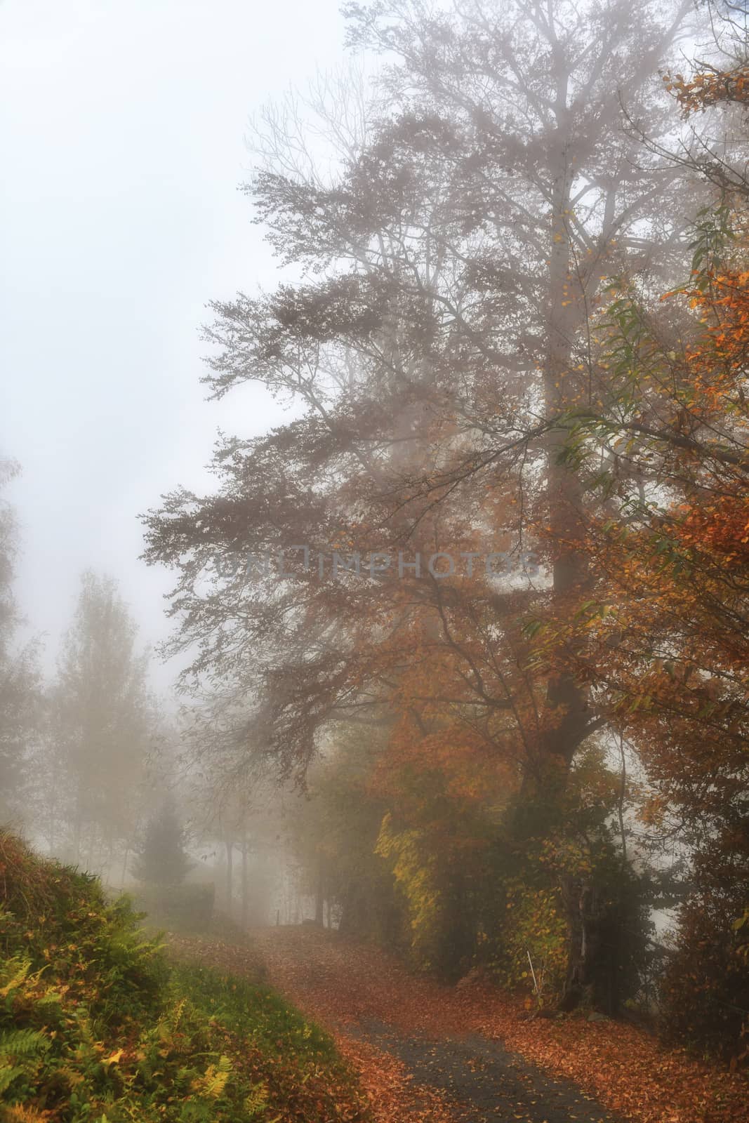 Trees sprout through the light fog in the autumn landscape