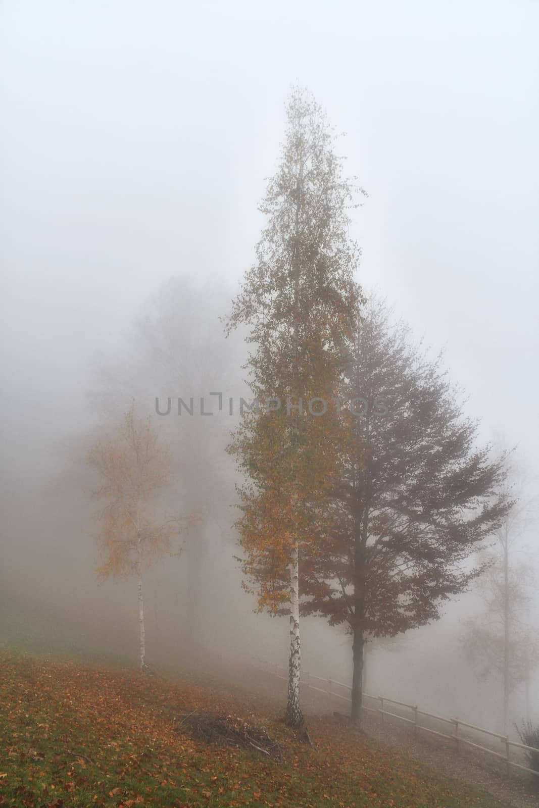 Trees in the fog by bongia