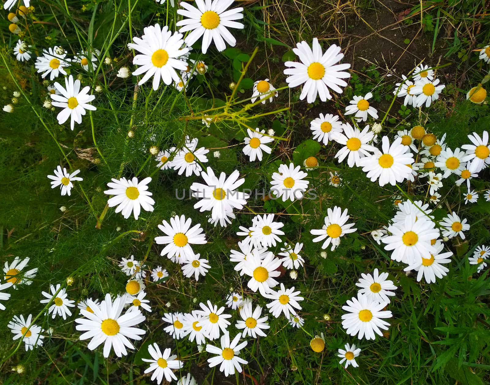 Background of flowering camomiles close-up with white petals. by Igor2006