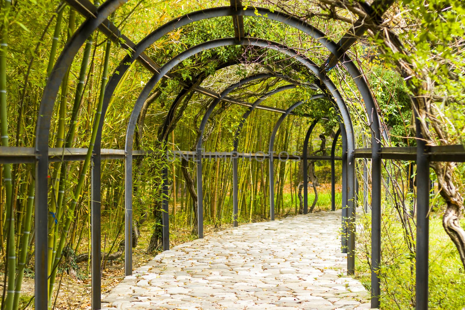 Natural tunnel in the park, green colors plant and iron fence by Taidundua