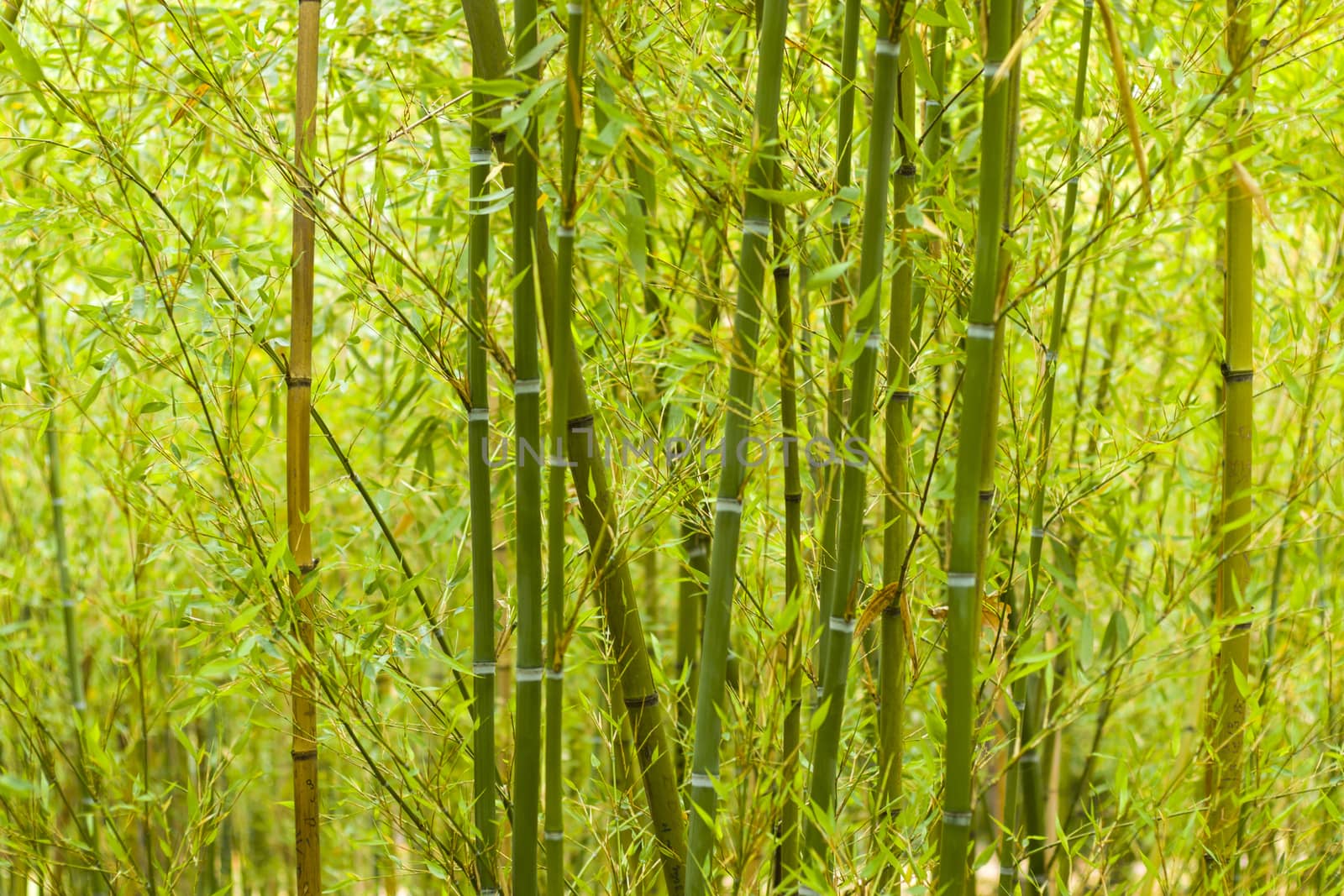 Bamboo forest background and view, landscape of green bamboo
