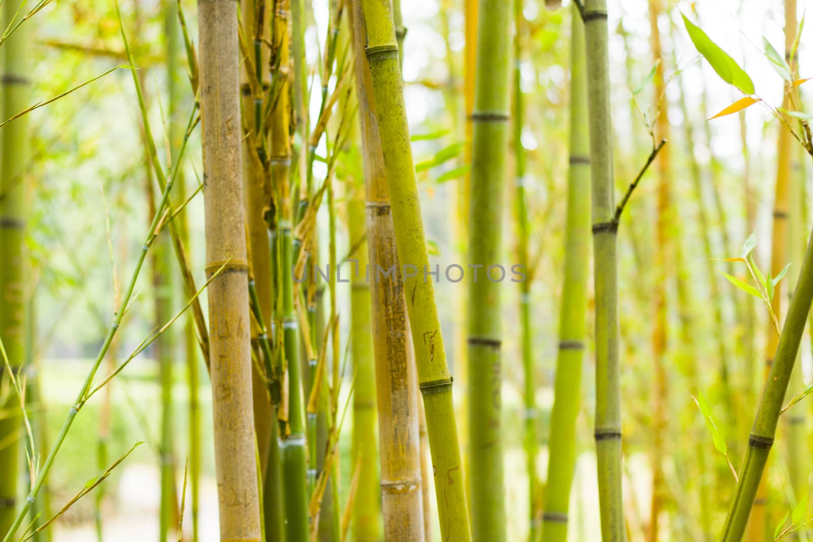 Bamboo forest background and view, landscape of green bamboo wild by Taidundua