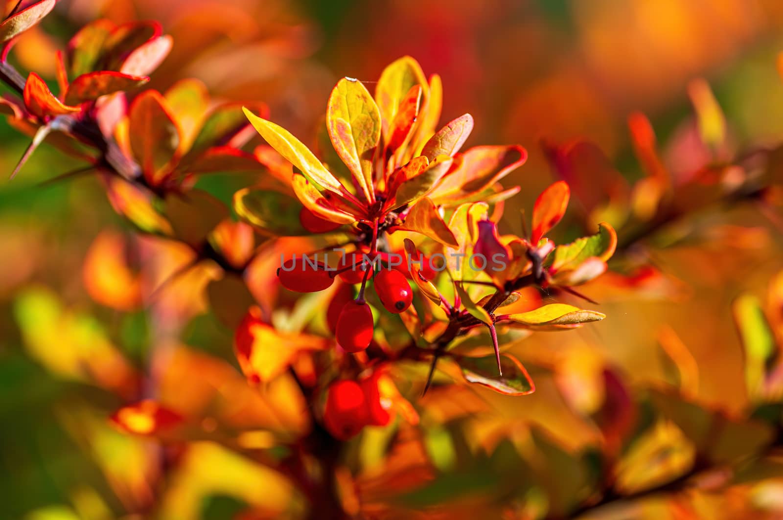 nice colorful autumn leaves in fine weather