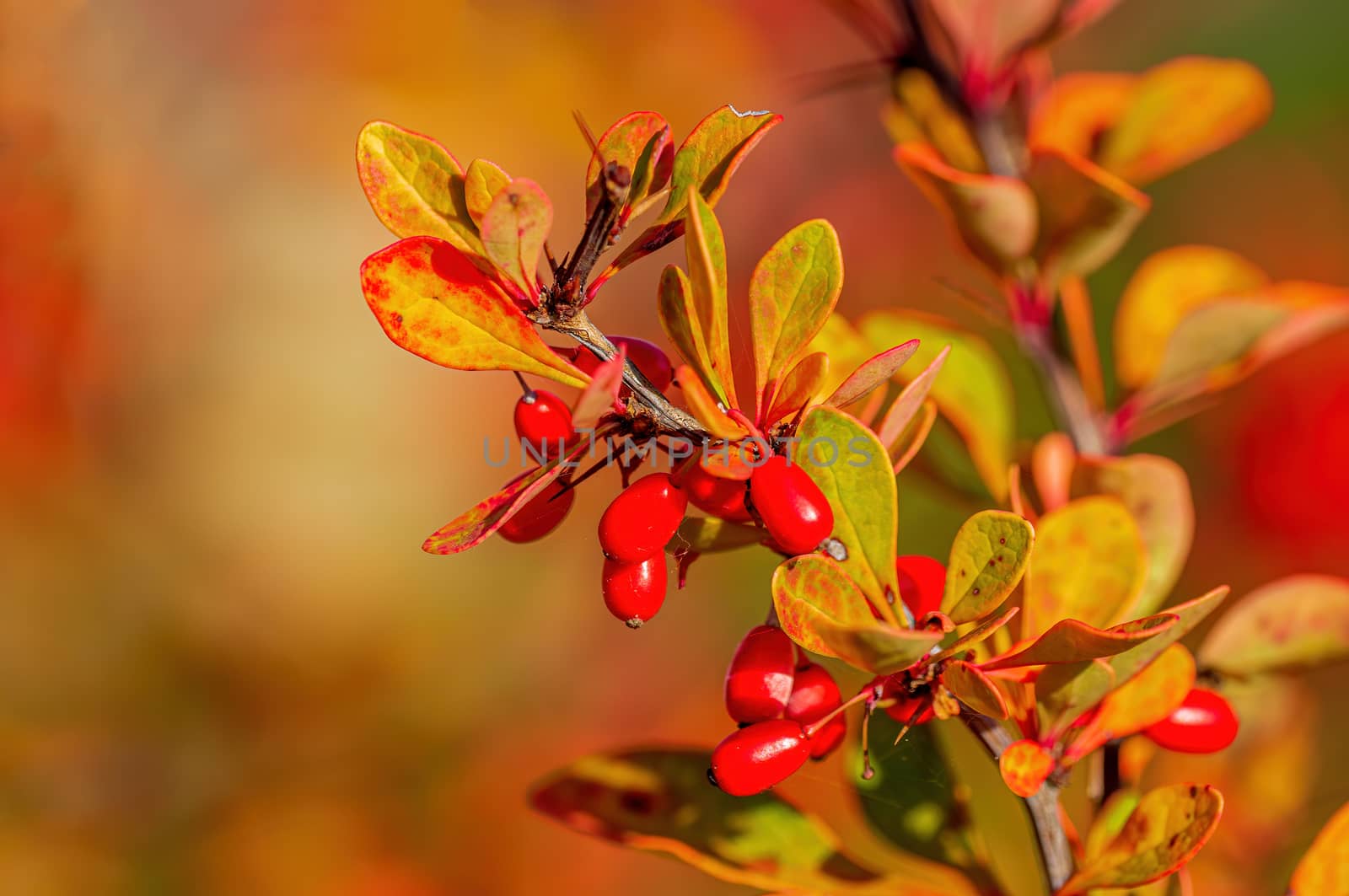 nice colorful autumn leaves in fine weather