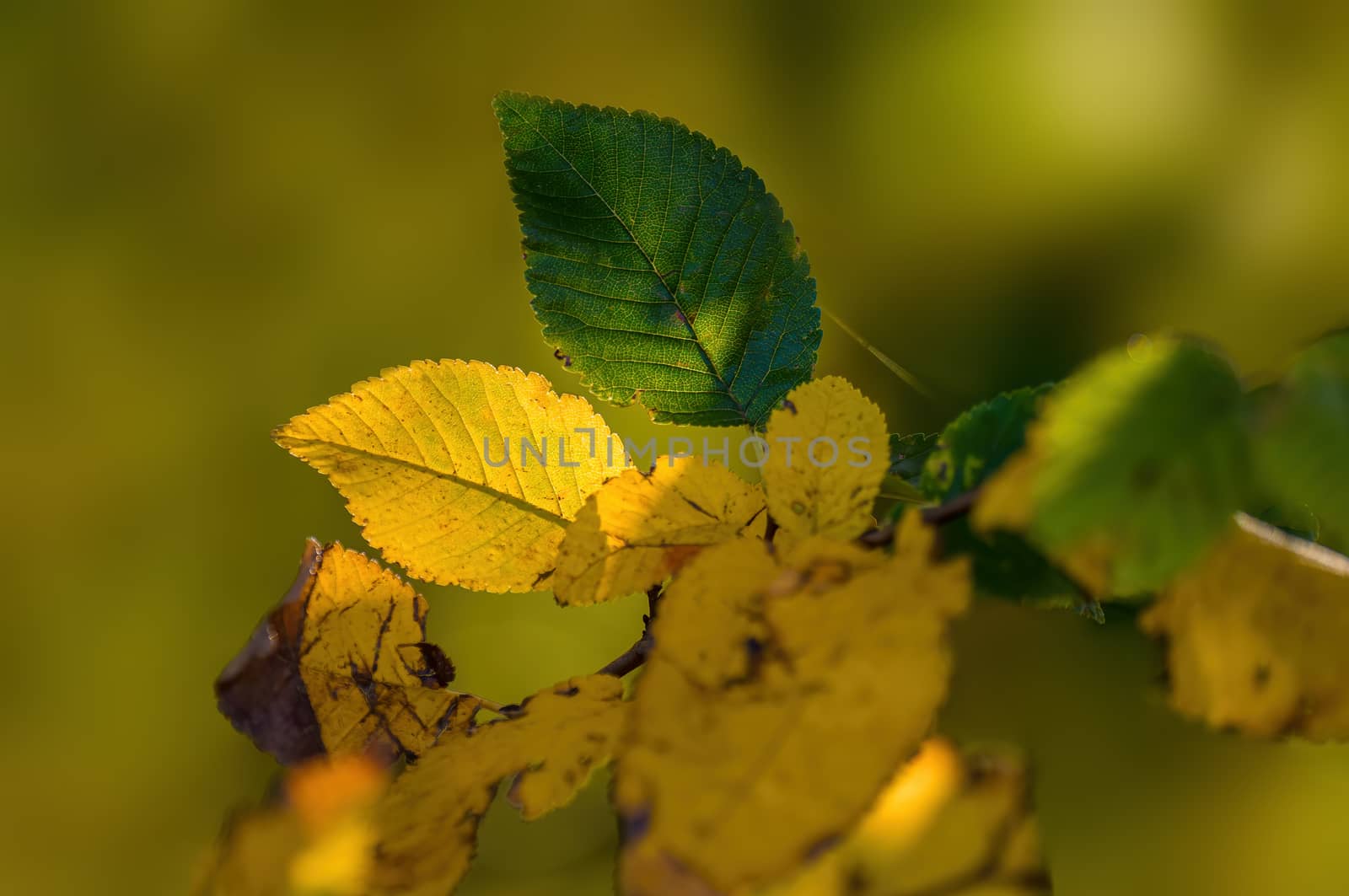 nice colorful autumn leaves in fine weather