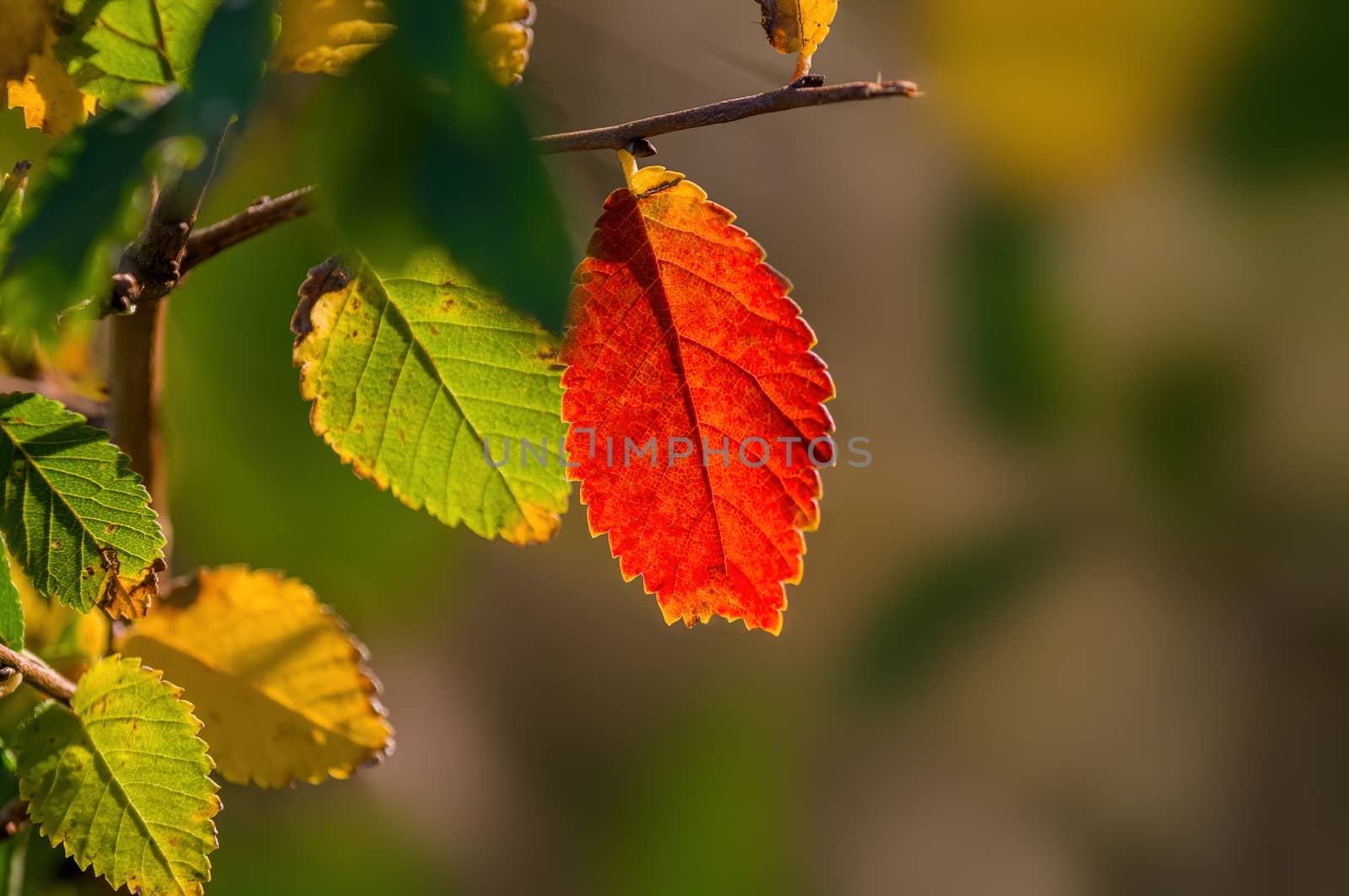nice colorful autumn leaves in fine weather