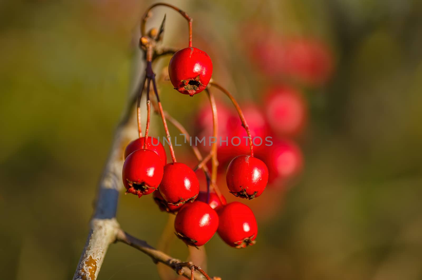 nice colorful autumn leaves in fine weather