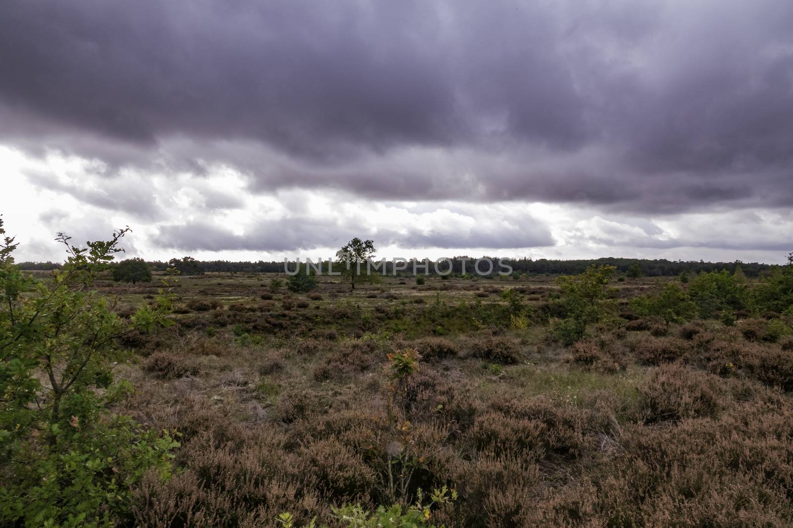 heather fields on national park de veluwe in holland