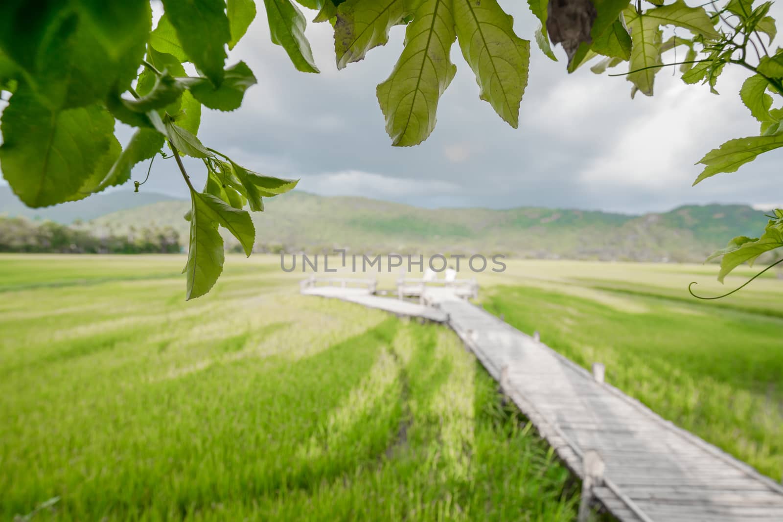 Green leaf frame with wooden bridge in a rice field by Buttus_casso