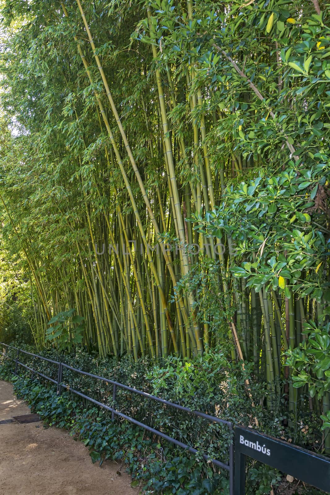 Along the footpath, high bamboo thickets behind the fence by Grommik