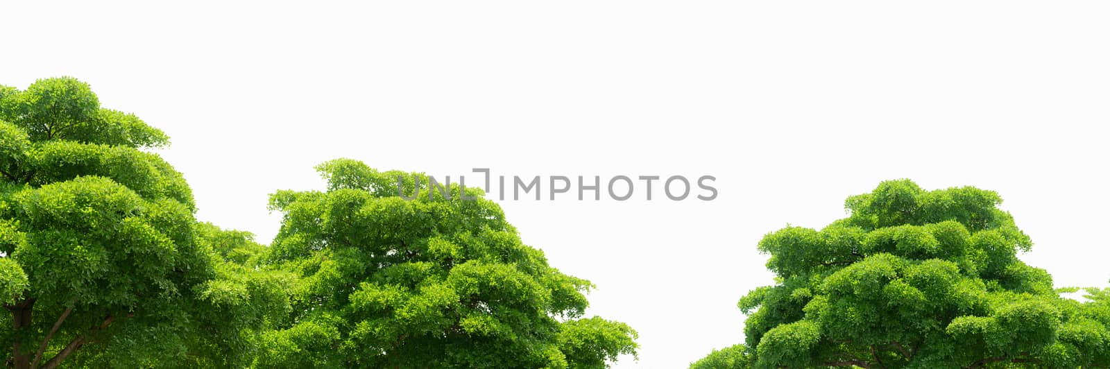 Trees with green leaves isolated on white background. Tree with light green leaves on sunny day. Plants for architecture decorative. Bush of tree with twig and shaft.